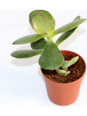 Greenmall Crassula Ovata