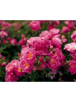 Plantistanbul Sarmaşık Gül Pembe Küçük Çiçekli, Saksıda