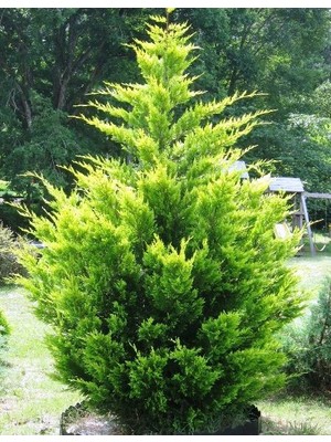 Plantistanbul Cupressocyparis Leylandii Gold Rider Sarı Leylandi, Saksıda