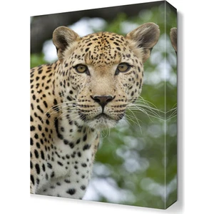 Dekor Sevgisi Poz Veren Aslan Tablosu 45x30 cm