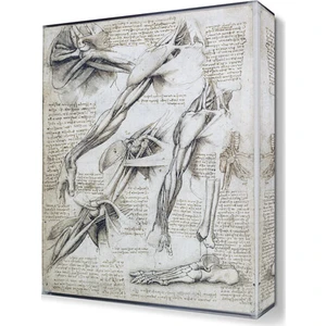 Dekor Sevgisi Tıp Canvas Tablo  45x30 cm
