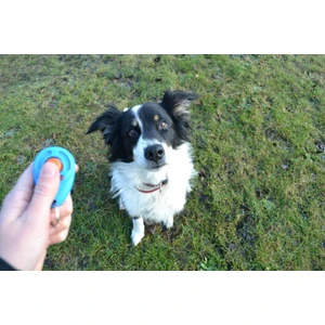 Dog Clicker Köpek Eğitim Aparatı