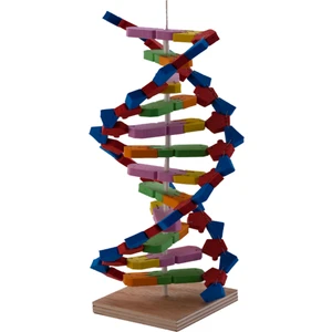 Dna Modeli Yapalım