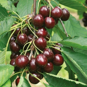 Kiraz Fidanı, Regina Aşılı, Tüplü, +100Cm, +3 Yaş