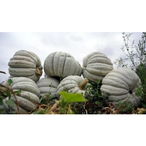 Balkabağı Tohumu Paket 10 Gr.