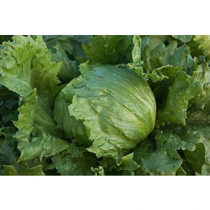Marul Göbekli Tohumu Paket 5 Gr.