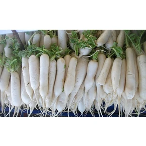 Turp Uzun Beyaz Japon Turp Tohumu Paket 10 Gr.