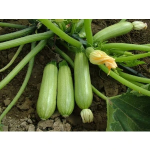 Kabak Dolmalık Kolsuz Yağmur 04 Tohumu Paket 25 Gr.