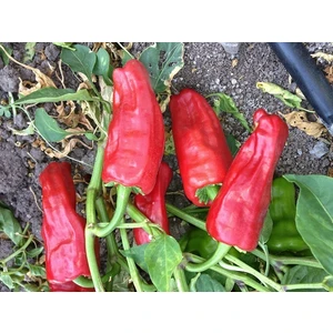 Biber Acı İsot Urfa Biberi Tohumu Paket 5 Gr.