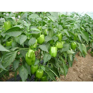 Biber Kandil Dolmalık Tohumu Paket 10 Gr.