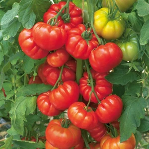 Domates Köy Tipi Yayla Tohumu Paket 1 Gr.