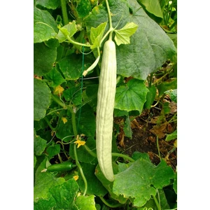 Acur Salata Anadolu 016 Tohumu Paket 5 Gr.