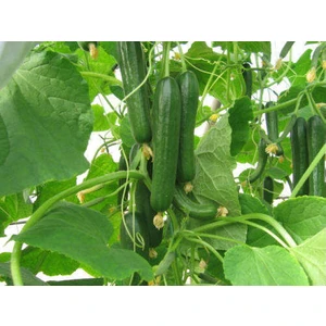 Salatalık Çengelköy Tohumu Paket 25 Gr.