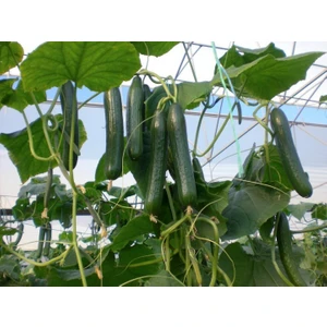 Salatalık Beith Alpha Tohumu Paket 25 Gr.