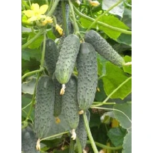 Salatalık Turşuluk Mini Kornişon Ekol Tohumu Paket 25 Gr.