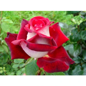 Rosa Osiria Alyans Gülü, Saksıda