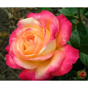 Gül Fidanı Dışı Pembe İçi Turuncu Gül, Saksıda