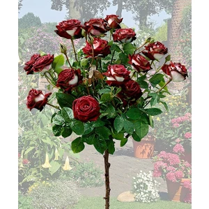 Aşılı Baston Gül Rosa Osiria Alyans Gülü, Saksıda