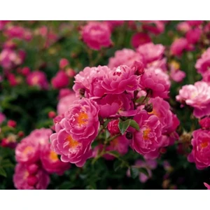 Sarmaşık Gül Pembe Küçük Çiçekli, Saksıda