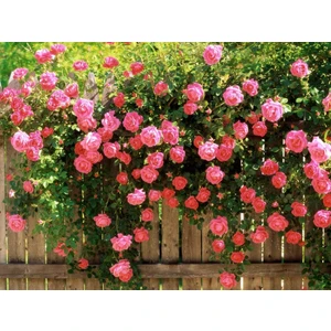 Sarmaşık Pembe Gül, Saksıda