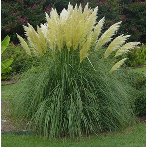 Saz Püskülü Pampas Otu, Saksıda
