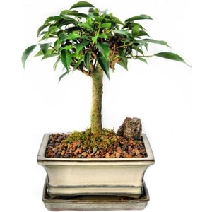 Ficus Bonsai, Saksıda