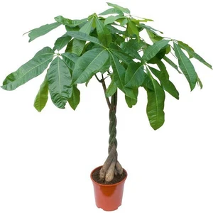 Pachira Aquatica Örgülü Para Çiçeği, Saksıda