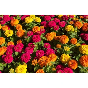 Zinnia (Kirli Hanım Çiçeği) Karışık Renk Çiçek Tohumu +-150 Adet