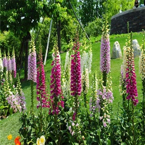 Excelsior Mixed Yüksük Otu Karışık Renk Çiçek Tohumu +-700 Adet