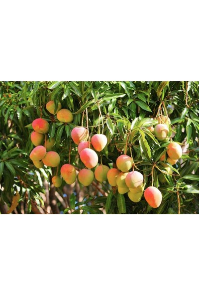 Plantistanbul Mango Fidanı, 50-60 cm, Tüplü