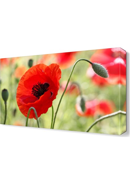 Gelincik Canvas Tablo 45x30 cm