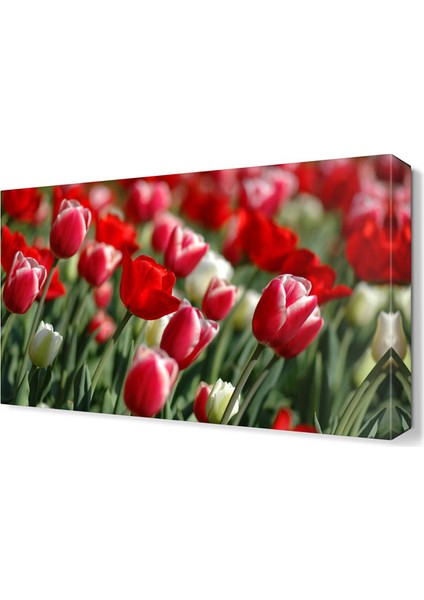 Gelincik Bahçesi2 Tablosu 45x30 cm