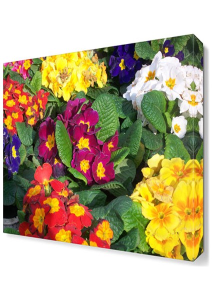 Çuha Çiçeği Tablosu 40x40 cm