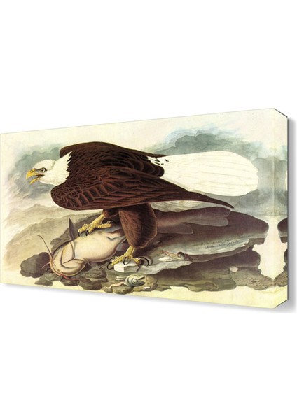 John James Audubon Tablosu 60x40 cm
