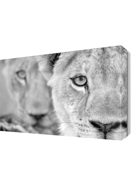 İki Aslan Tablosu 45x30 cm