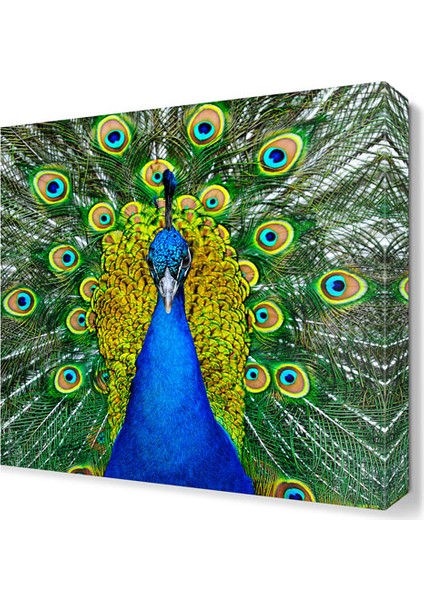 Tavus Kuşu Tablosu 30x30 cm