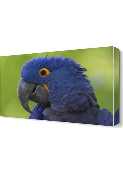 Mavi Papağan Canvas Tablo 60x40 cm