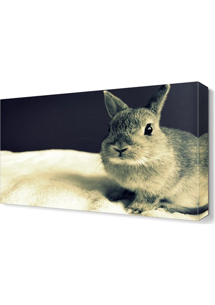 Tavşan Canvas Tablo 75x50 cm