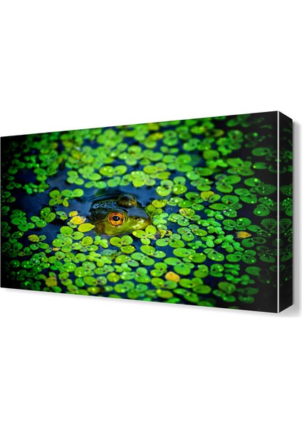 Kurbağa Canvas Tablo 45x30 cm