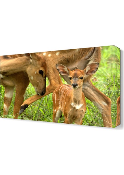 Yavru Ceylan Canvas Tablo 45x30 cm