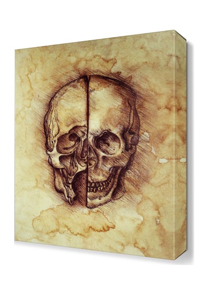 Skull Da Vinci Çizim Anatomi Canvas Tablo 120x80 cm