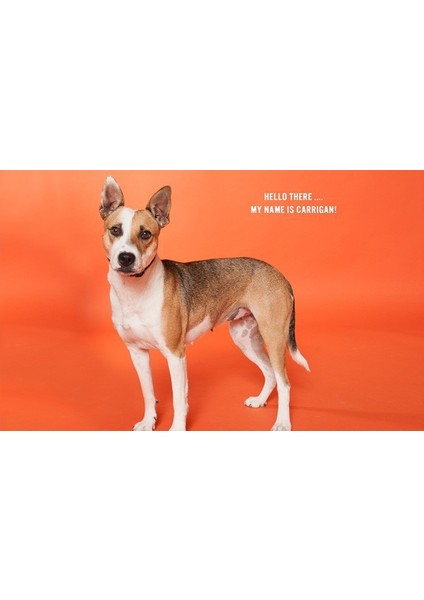 Stüdyo Kağıt Fon Orange Seamless Paper 271*1100 cm fiyatları