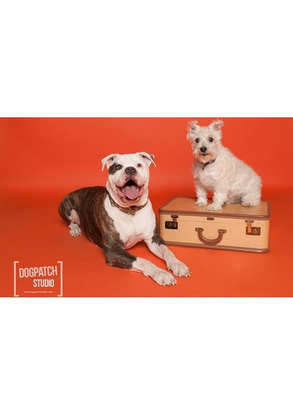 Stüdyo Kağıt Fon Orange Seamless Paper 271*1100 cm modelleri