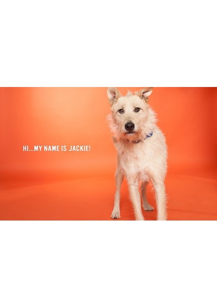 Stüdyo Kağıt Fon Orange Seamless Paper 271*1100 cm fırsatları