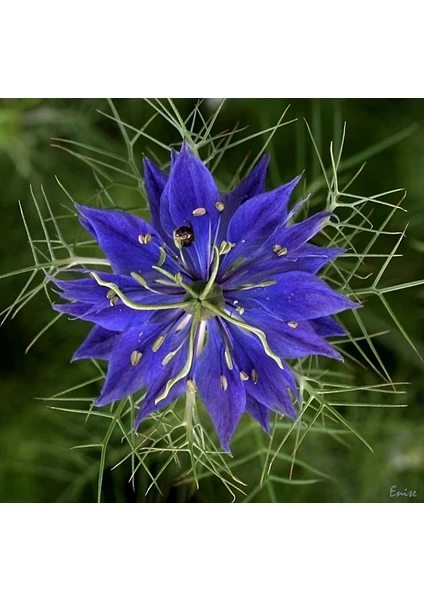 Çörekotu Çiçeği (Nigelle Damas Variee) [Tohhum Ev Bahçe]