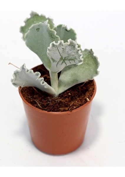 Cotyledon Undulata