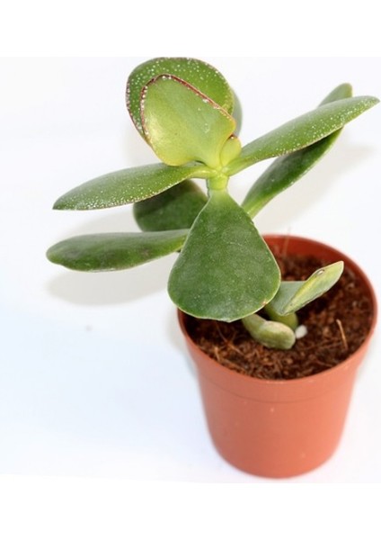 Crassula Ovata