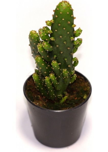 Opuntia Monocantha ‘Montrose’