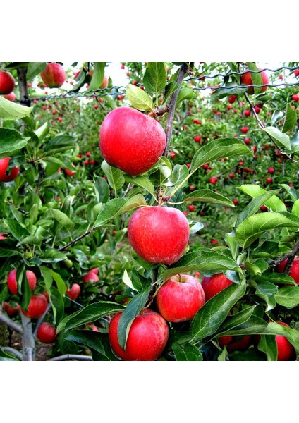 Elma Fidanı, Mondial Gala Bodur Aşılı, Tüplü, +120Cm