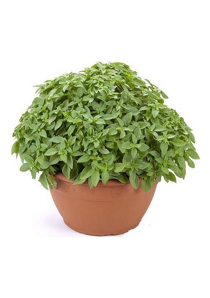 Top Fesleğen Tohumu Paket 5 Gr.